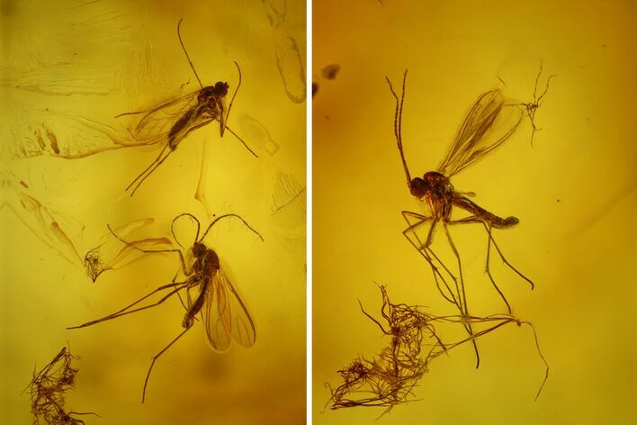 Five Fossil Flies (Diptera) In Baltic Amber #145405